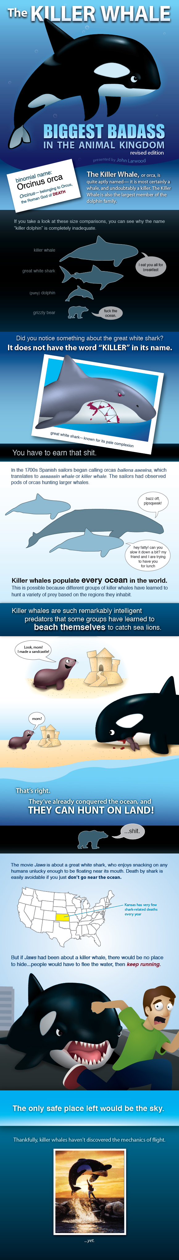 Killer Whale: Biggest Badass in the Animal Kingdom infographic